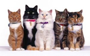 Montedoro Cat Show / Mostra Felina Amatoriale per tutti i Gatti