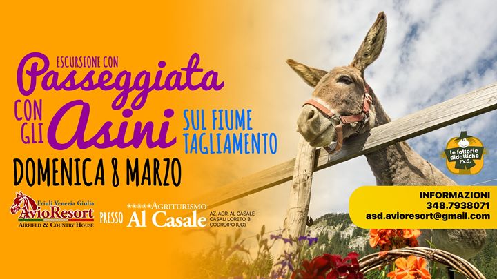 Passeggiata con gli Asini nel Tagliamento | Codroipo - Passeggiata con gli Asini nel Tagliamento | Codroipo - EventiFVG.it