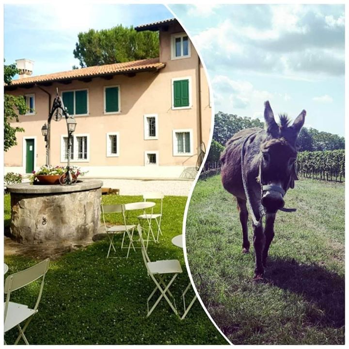 Storie di Vini, Asini e Vigneti - EventiFVG.it