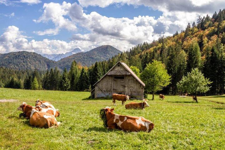 Transumanza - Almabtrieb in Val Rauna - Transumanza - Almabtrieb in Val Rauna - EventiFVG.it