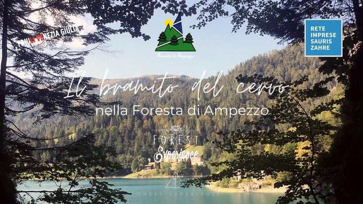 Il bramito del cervo ai margini della Foresta di Ampezzo - Il bramito del cervo ai margini della Foresta di Ampezzo - EventiFVG.it