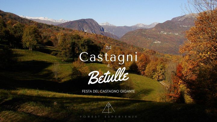 Sulla Kraguenza dai Castagni alle Betulle - EventiFVG.it