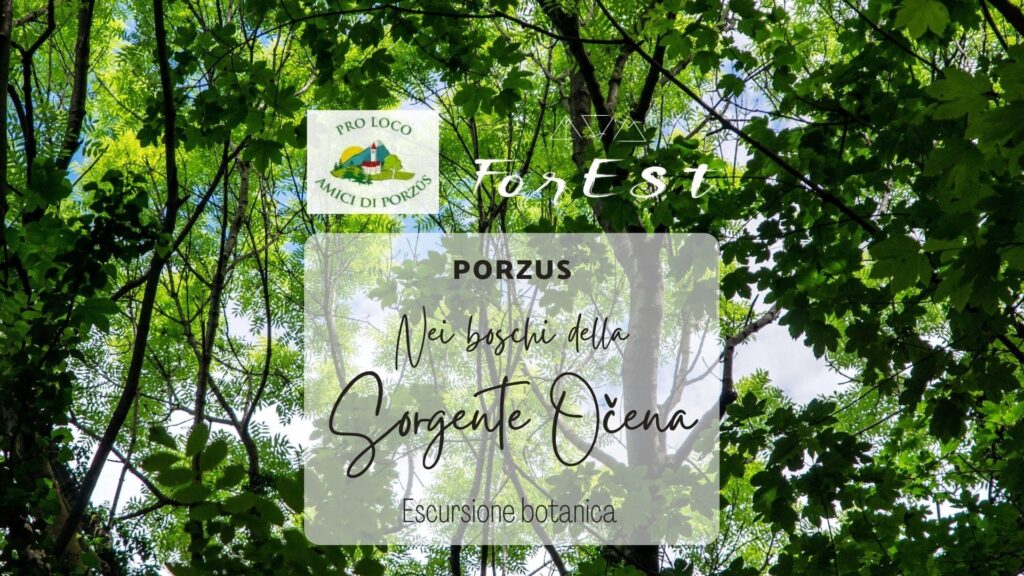 A Porzus nei boschi della Sorgente Očena - EventiFVG.it