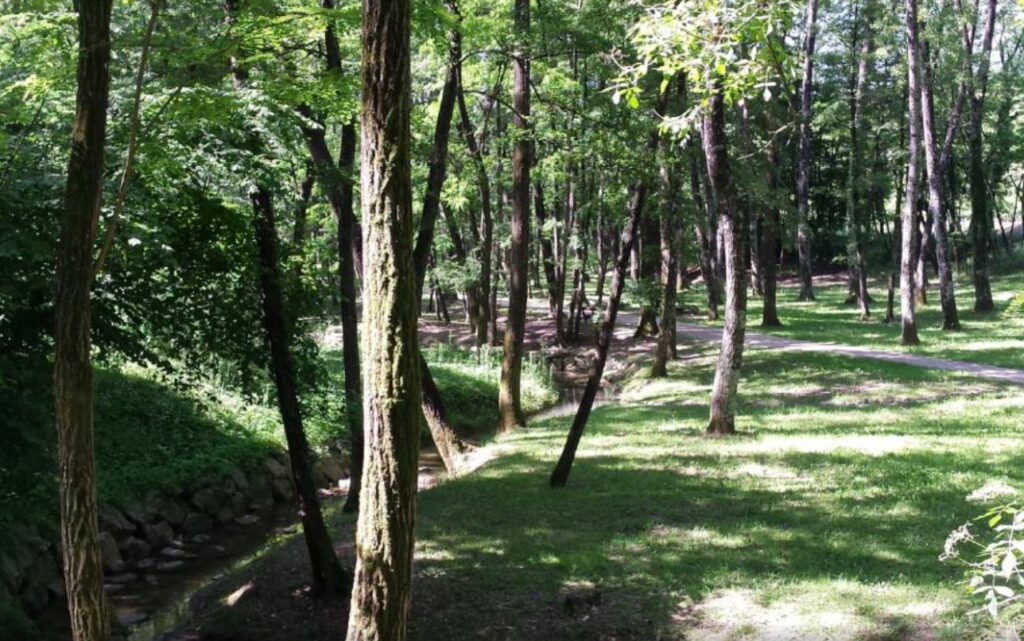 Camminata al bosco Romagno - EventiFVG.it