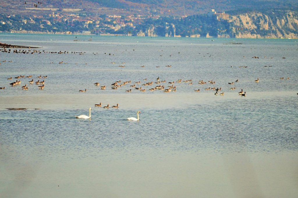 Biotopo del Cavana e Lido di Staranzano con la guida Umberto Fagotto - Biotopo del Cavana e Lido di Staranzano con la guida Umberto Fagotto - EventiFVG.it