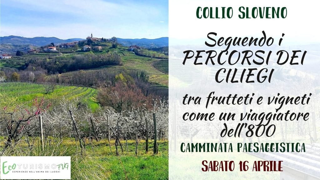 I Percorsi dei Ciliegi del Collio sloveno: tra frutteti e vigneti come un viaggiatore dell'800 - I Percorsi dei Ciliegi del Collio sloveno: tra frutteti e vigneti come un viaggiatore dell'800