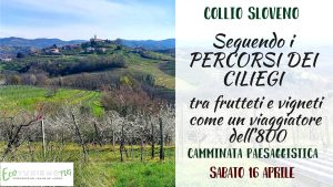 I Percorsi dei Ciliegi del Collio sloveno: tra frutteti e vigneti come un viaggiatore dell’800 I Percorsi dei Ciliegi del Collio sloveno: tra frutteti e vigneti come un viaggiatore dell'800