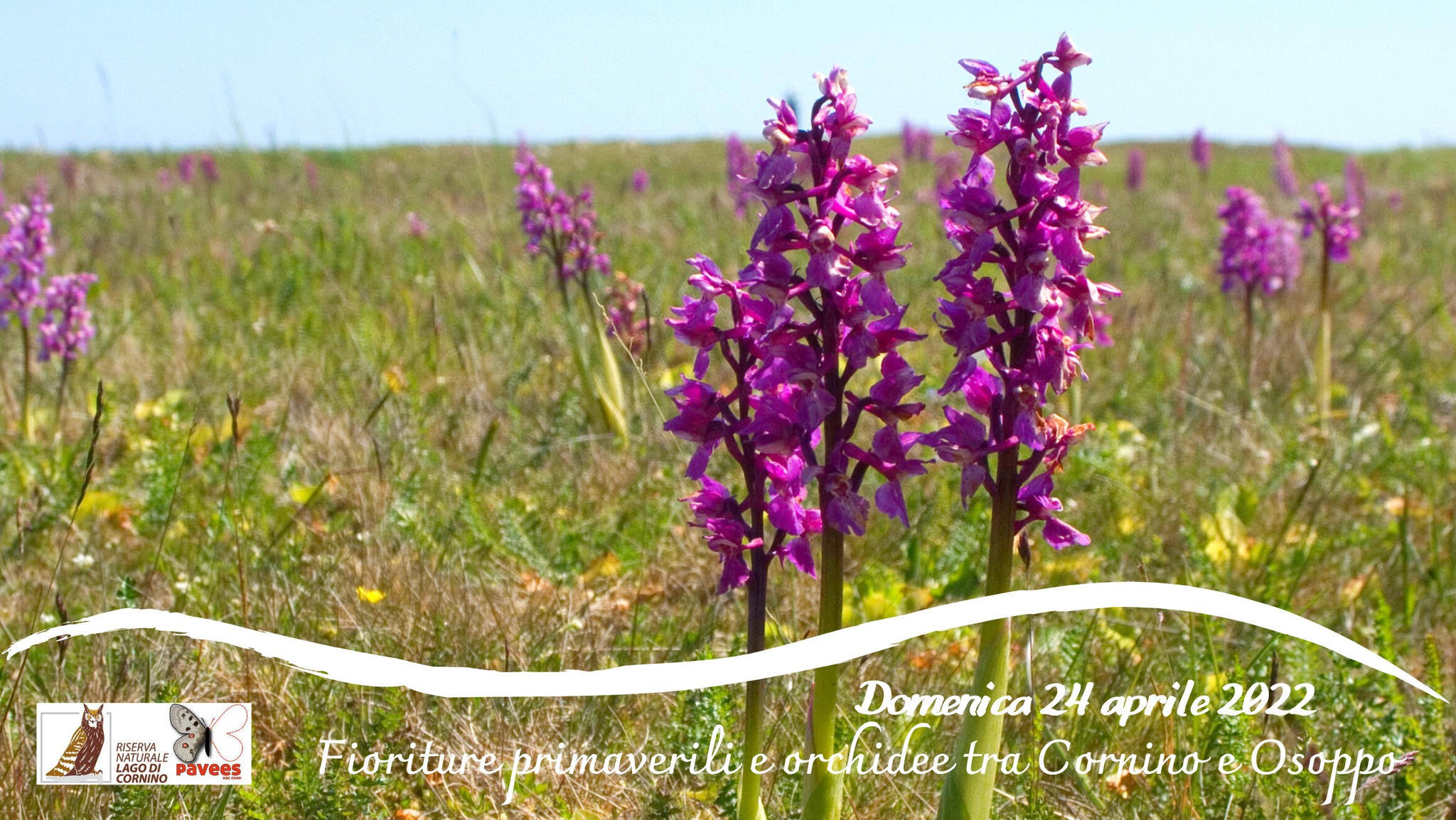 Fioriture primaverili e orchidee tra Cornino e Osoppo