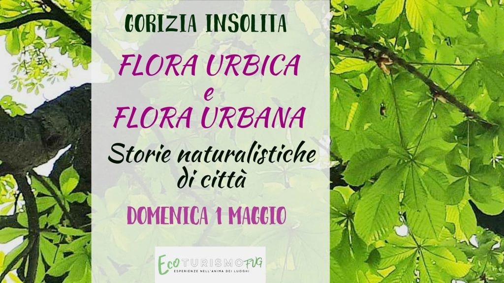 Flora urbica e urbana: storie naturalistiche di città a Gorizia