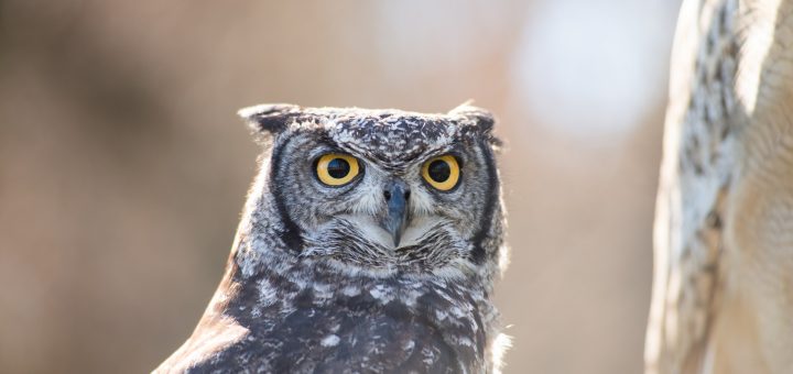 Un Pomeriggio coi Gufi