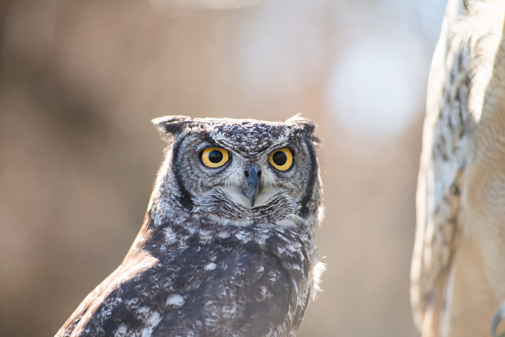 Un Pomeriggio coi Gufi 1 - Un Pomeriggio coi Gufi