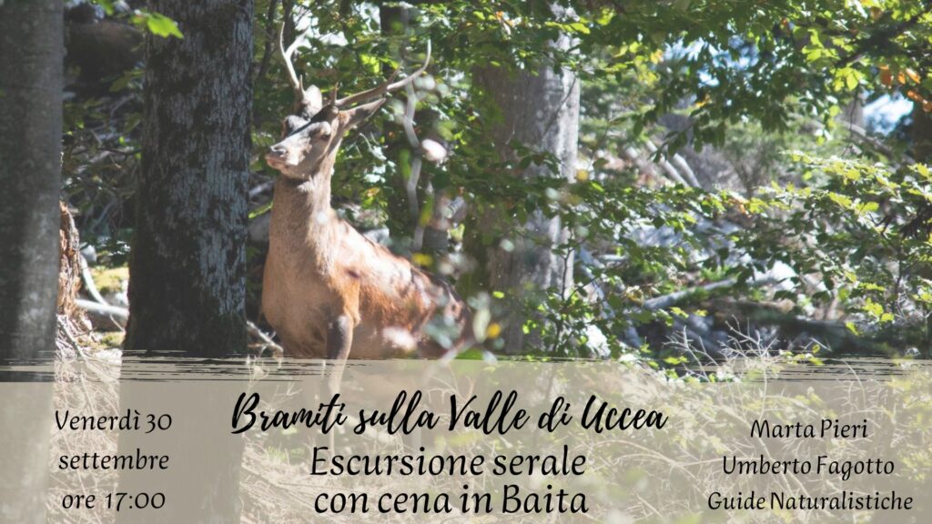 Bramiti sulla valle di Uccea - escursione serale con cena in Baita - Bramiti sulla valle di Uccea - escursione serale con cena in Baita