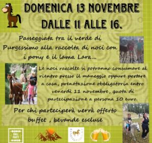 Passeggiata con pony e lama Passeggiata con pony e lama