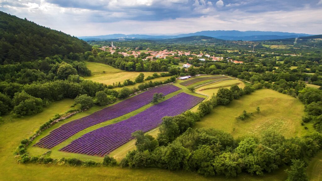 Porte aperte nei campi di lavanda a Povir - Porte aperte nei campi di lavanda a Povir - EventiFVG.it