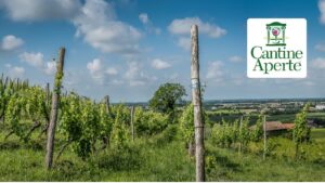 CANTINE APERTE 2023 – Vini TAMI
