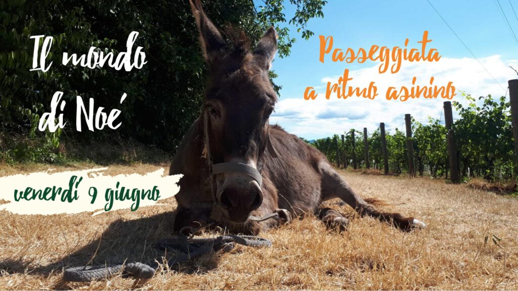 Il mondo di Noè. Passeggiata a ritmo asinino. - EventiFVG.it