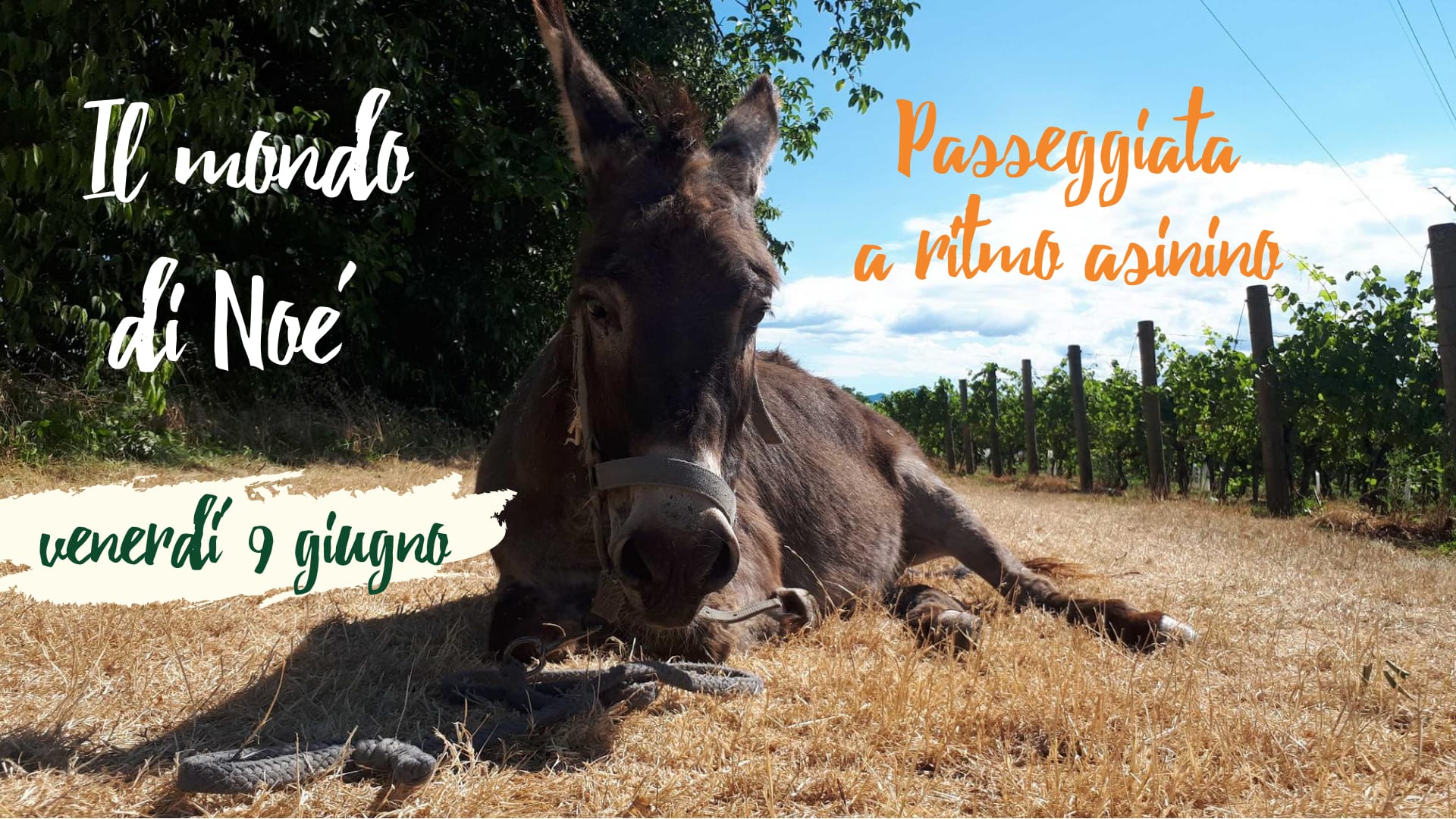 Il mondo di Noè. Passeggiata a ritmo asinino. - EventiFVG.it