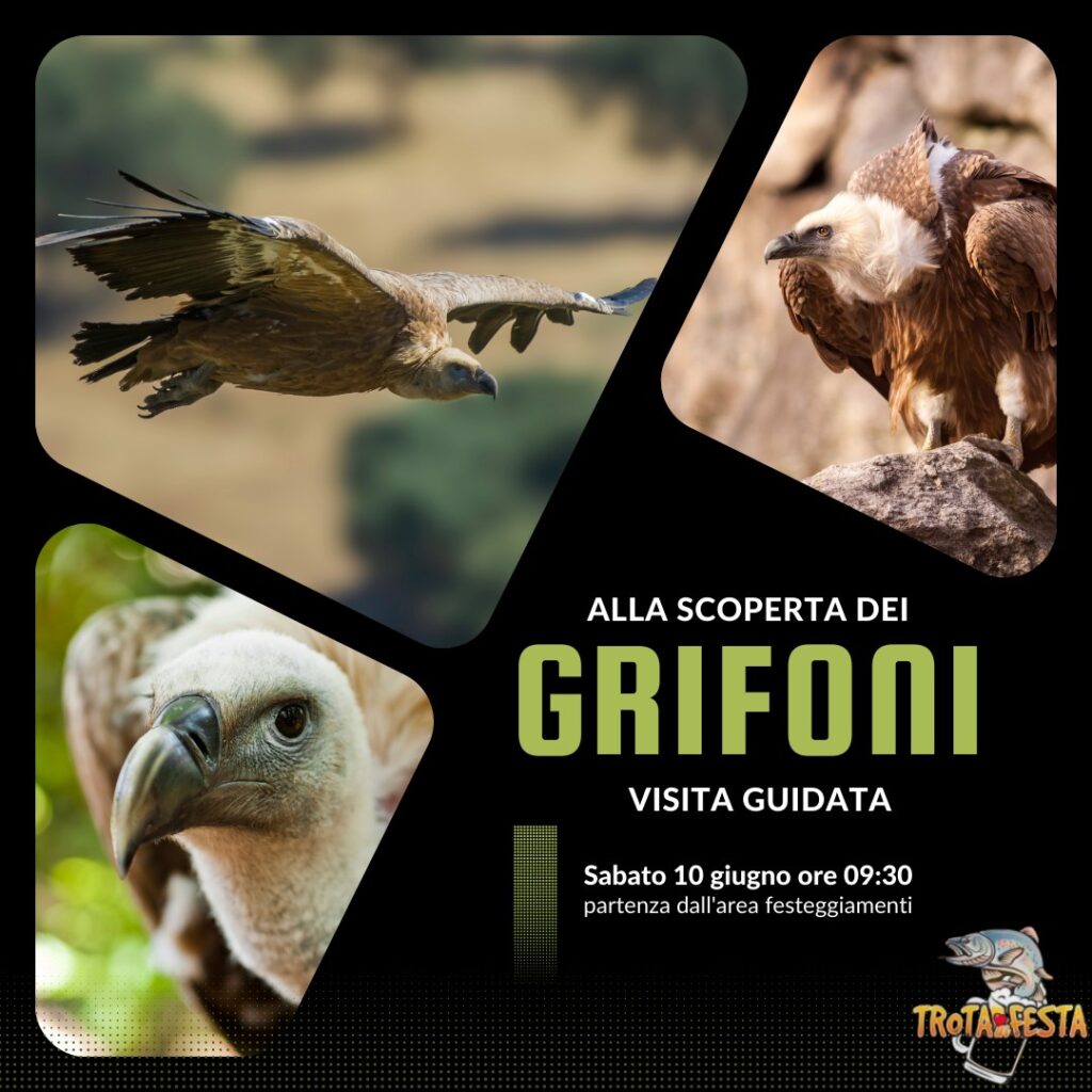 Alla scoperta dei Grifoni @TrotaInFesta • 10.06.2023 - EventiFVG.it