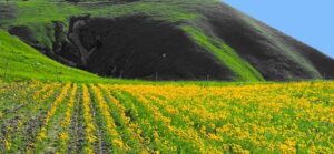 A Piancavallo Eupolis organizza LA MAGIA DELL’ARNICA