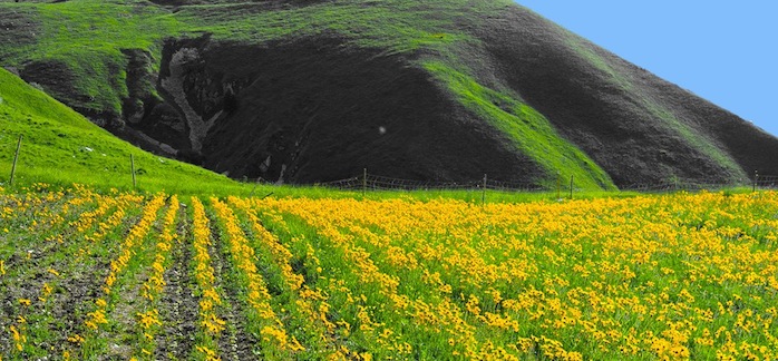 A Piancavallo Eupolis organizza LA MAGIA DELL'ARNICA - EventiFVG.it