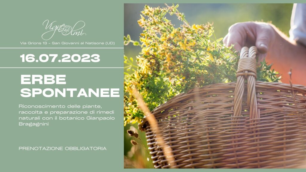Alla scoperta delle Erbe Spontanee e i loro rimedi - EventiFVG.it