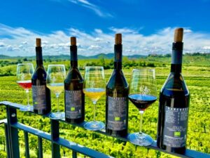Vigneti Aperti 28/29 Ottobre
