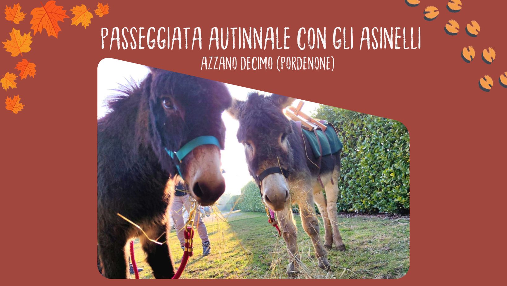 Passeggiata autunnale con gli asini - Passeggiata autunnale con gli asini - EventiFVG.it