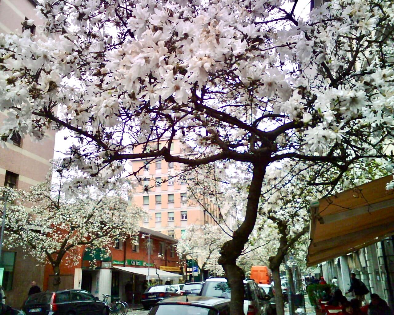 Una nuova primav(era) in Borgo Stazione: festa il 9 marzo - EventiFVG.it