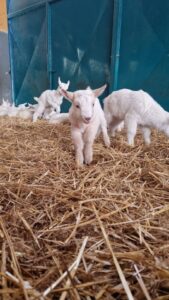 👩🏼🌾🐐~ Domenica in Fattoria! ~ 22/03/2026 🫏🧑🏻🌾