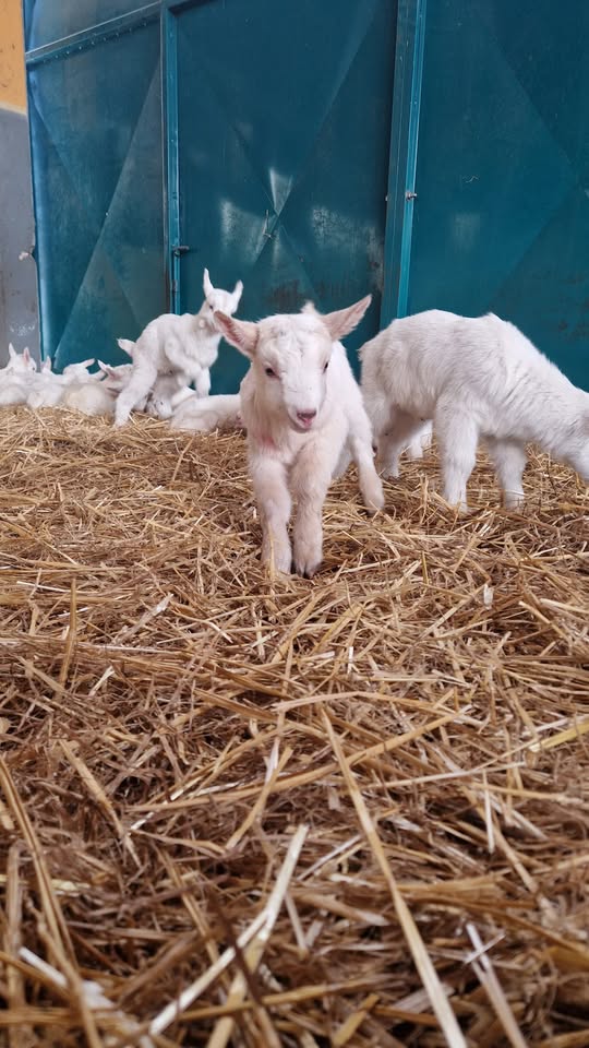 👩🏼‍🌾🐐~ Domenica in Fattoria! ~ 22/03/2026 🫏🧑🏻‍🌾 - EventiFVG.it
