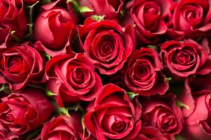 ROSE A ROSAZZO: lâAbbazia di Rosazzo e lâamideria Chiozza