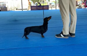 Mostra Canina di Primulacco
