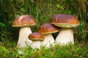 GEMONA DEL FRIULI – Funghi: meraviglie della Natura